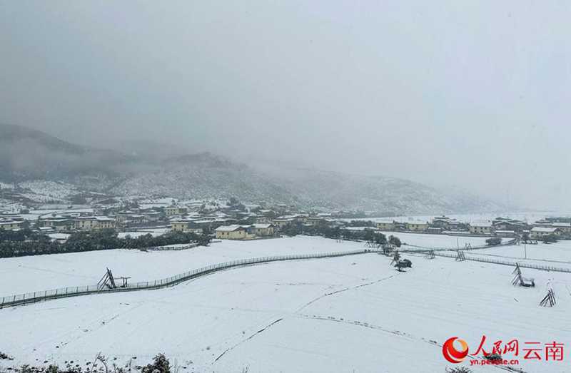 云南香格里拉：“夏”雪映杜鹃 风景美如画