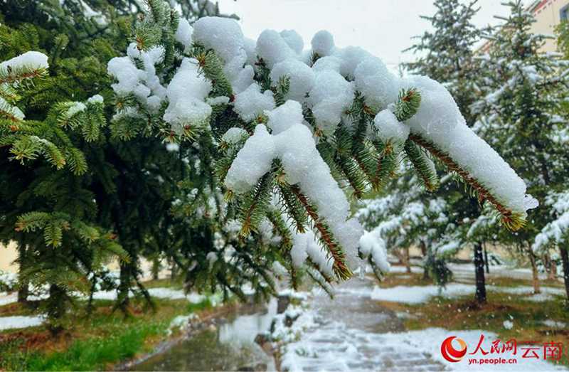 云南香格里拉：“夏”雪映杜鹃 风景美如画