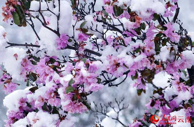 云南香格里拉：“夏”雪映杜鹃 风景美如画