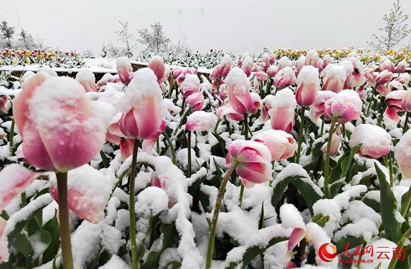 云南香格里拉：“夏”雪映杜鹃 风景美如画