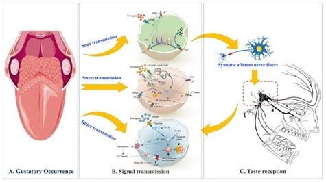 图1 酸味、苦味及甜味信号传输和接收生理学过程.jpg